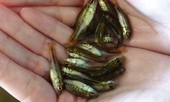 black bass