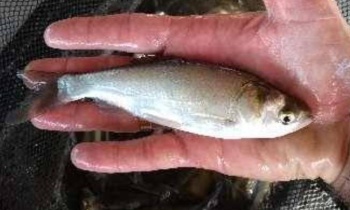 Carpa Cabeçuda