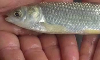 Carpa Capim