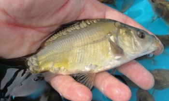 Carpa Húngara