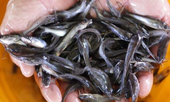 cat fish