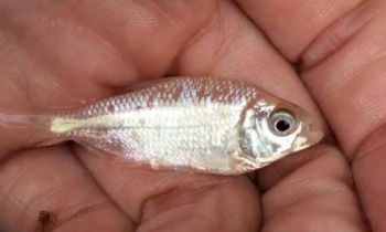 lambari rosa
