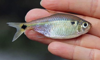 Lambari Tambiu