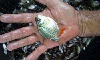 Pacu