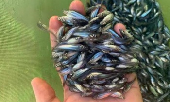 pangasius