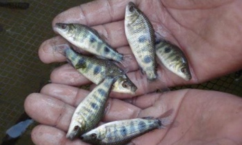 Piaussu