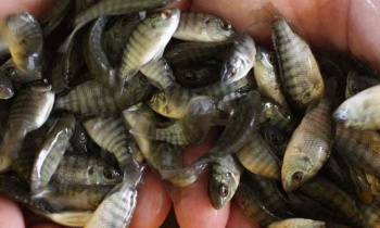 tilapia gift