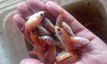 tilapia saint petter