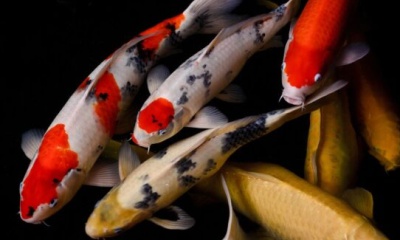 Carpa Colorida