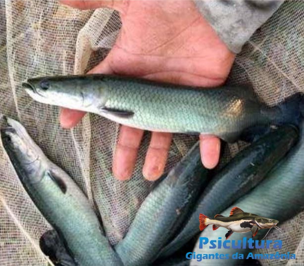 Alevinos de Pirarucu em Vinhedo SP para Criadores Alevinos de Pirarucu em Vinhedo SP para Criadores