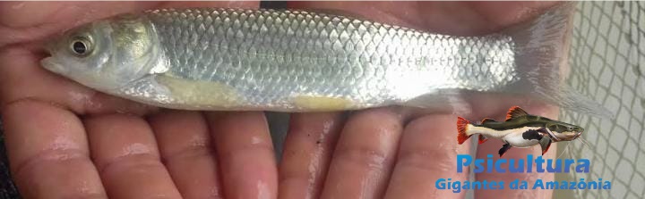 Filhotes de Carpa Capim para Piscicultura em Jaguariúna