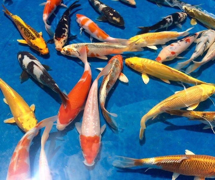 Filhotes de Carpa Koi em Vinhedo SP para Criadores Filhotes de Carpa Koi em Vinhedo SP para Criadores