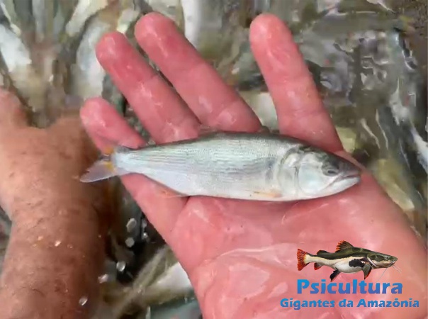 Filhotes de Dourado em Jarinu para Criadores Filhotes de Dourado em Jarinu para Criadores