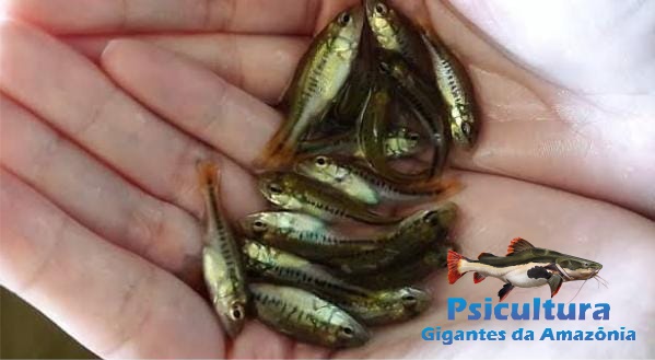Filhotes de Tucunaré em Amparo para Piscicultura Filhotes de Tucunaré em Amparo para Piscicultura