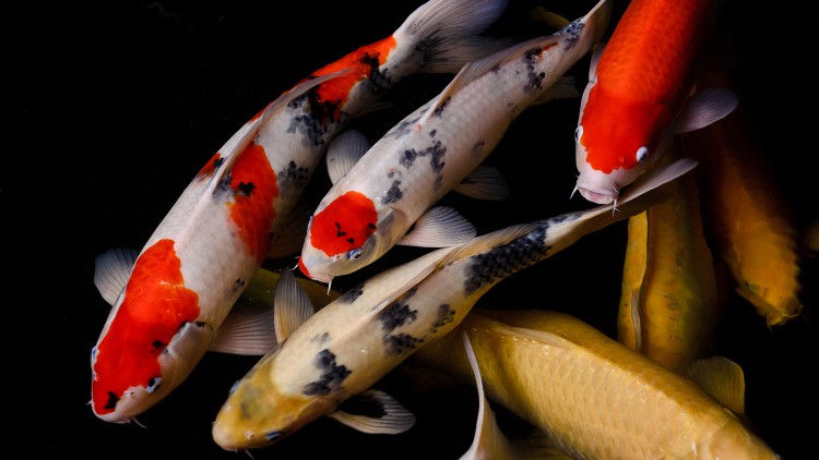 Venda de Filhotes de Carpa Colorida em Morumgaba para Piscicultura