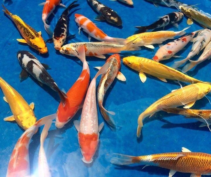 Alevinos de Carpa Koi – Entrega em todo o Brasil Alevinos de Carpa Koi - Entrega em todo o Brasil