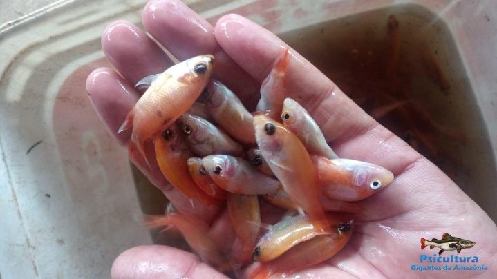 Alevinos de Tilapia Sampiter para Criadores