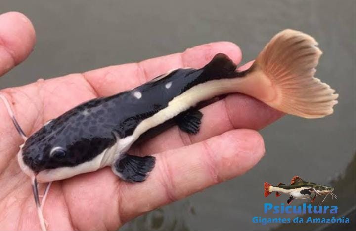 Filhotes de peixe Pirarara a Venda – Entrega em todo o Brasil Filhotes de peixe Pirarara a Venda - Entrega em todo o Brasil