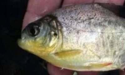 Pacu