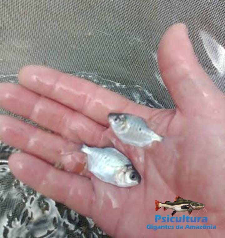 Alevinos de Tambaqui Milheiro a Venda Alevinos de Tambaqui Milheiro a Venda