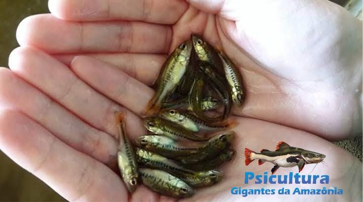 Black Bass a Venda para Aquário e Açude