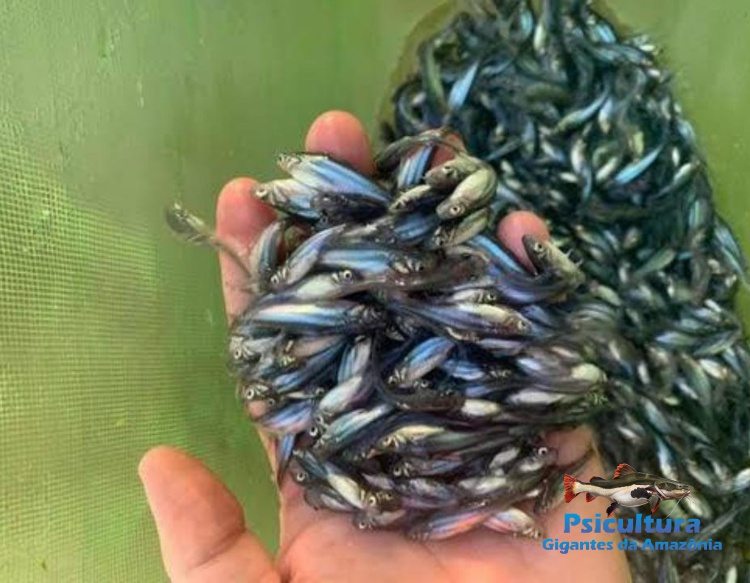 Panga Alevinos para Criação em Tanques e Açudes