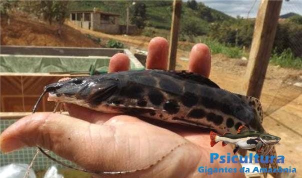 Pintado Real a Venda para Tanques e Açudes em SP Pintado Real a Venda para Tanques e Açudes em SP