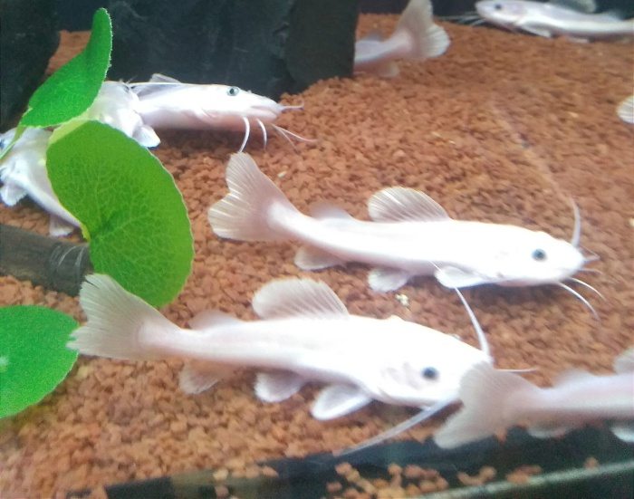 Pirarara Albina a Venda para Piscicultores em Campinas e região Pirarara Albina a Venda para Piscicultores em Campinas e região