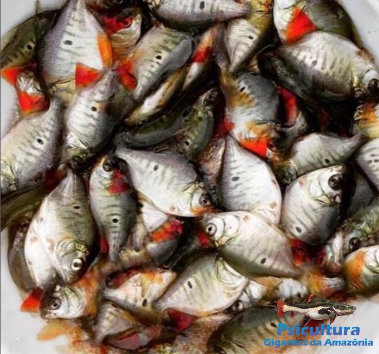 Tambacu Filhote Preço em Ribeirão Preto Tambacu Filhote Preço em Ribeirão Preto