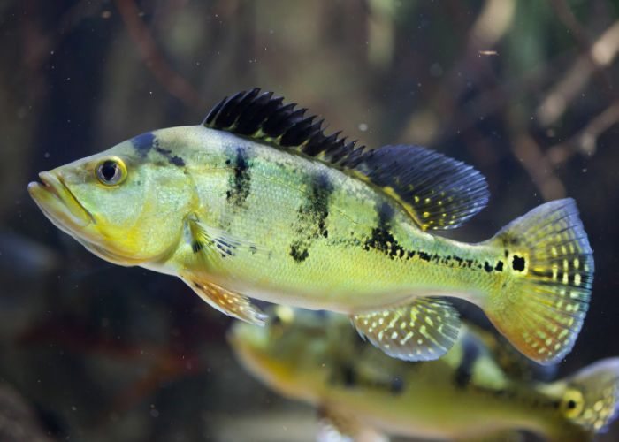 Tucunaré em Viveiros Escavados – Venda de Peixes Tucunaré em Viveiros Escavados: Venda de Peixes